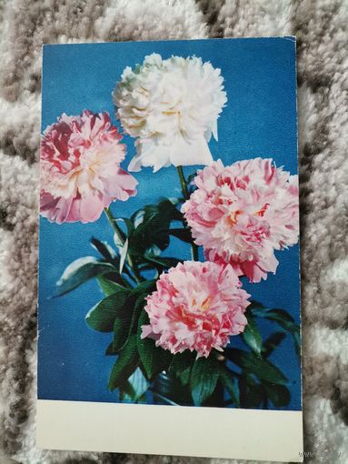 Открытка СССР 1970