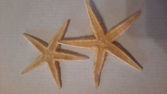 Морская звезда