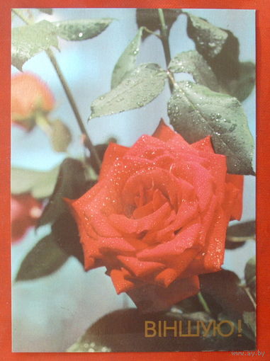 Вiншую! Чистая.  1990 года. 292.