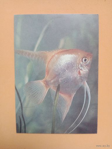 Календарик 1992-93