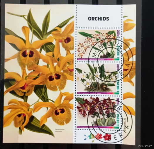 ЛИСТ ФЛОРА ЦВЕТЫ ГРИБЫ  СТО