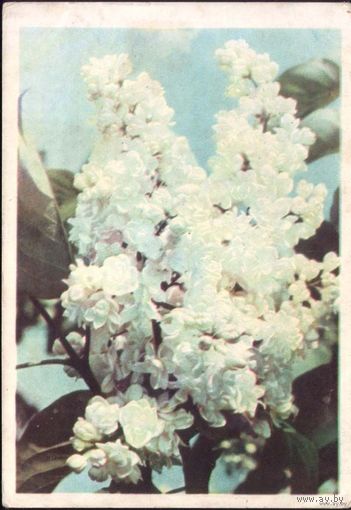 Белая сирень. Ананьина А. Звязда, 1965 г