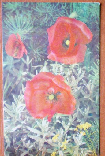 Левант  "маки "  чистая, 1972 г.