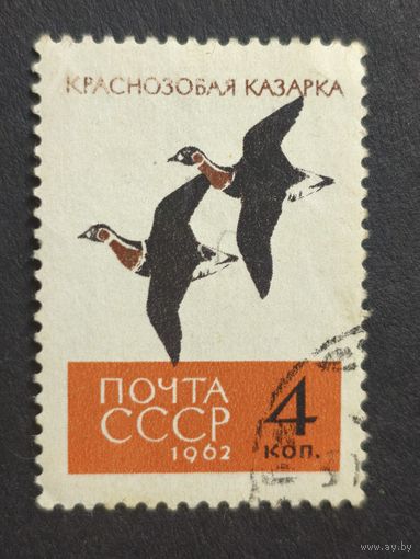1962 СССР. Птицы