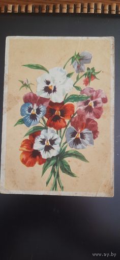 СССР. Анютины глазки. подписана