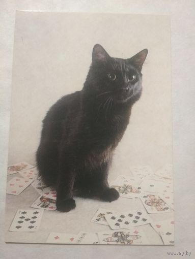 Карманный календарик. Котик.1994 год