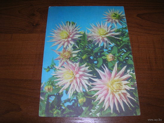 Цветы Георгины 1977 год чистая