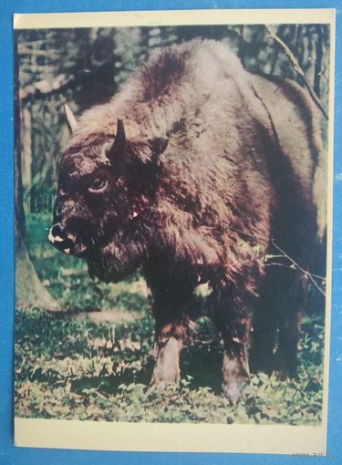 Белавежская пушча. Зубрыца (Беловежская пуща. Самка зубра) 1963 г. Чыстая.