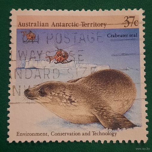 Австралия. Антарктические территории. Фауна. Crabeater seal