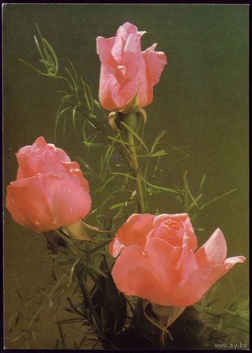 Чехословакия Розы 3