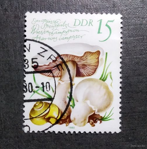 Марка ГДР 1980 год Грибы