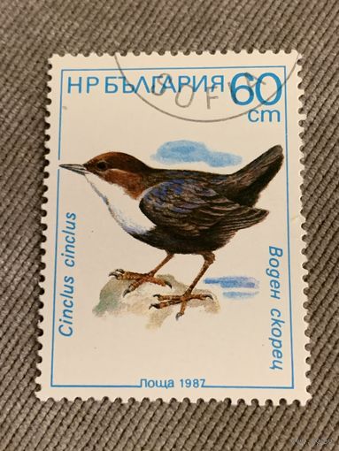Болгария 1987. Птицы. Cinclus cinclus. Марка из серии