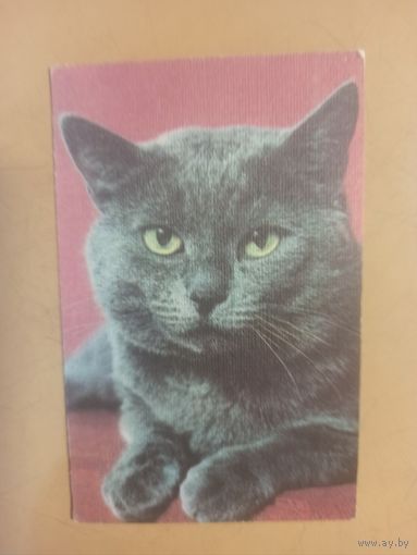 Календарь 1990 кошки/6