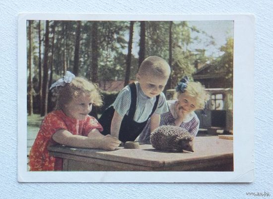 Становова юные натуралисты 1963