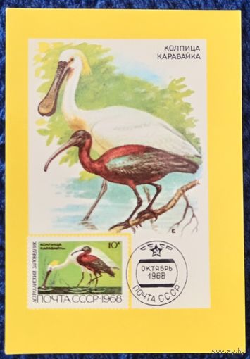 1991 год. Филателия. Колпица каравайка