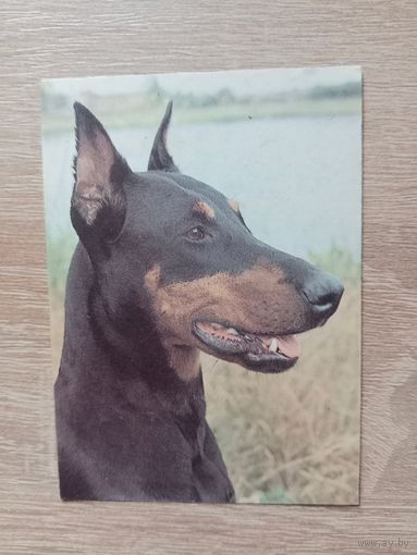 Календарик 1993