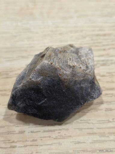 Окаменелость. С 1 рубля, без МЦ, 3 дня.