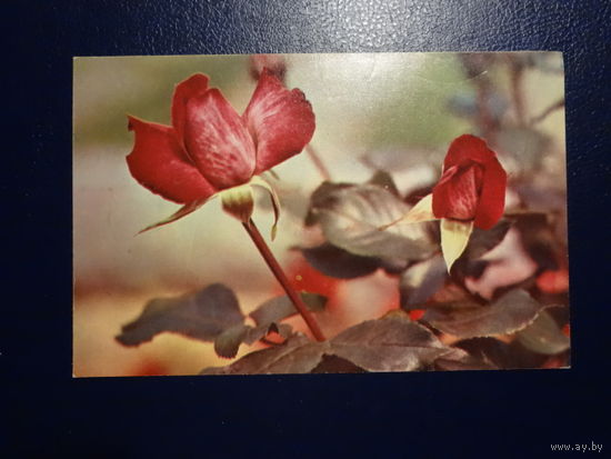 Поздравляю! Розы. 1976 г. подписанная.