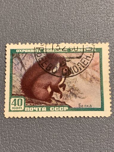 СССР 1959. Фауна. Белка