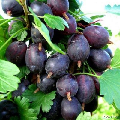 Крыжовник Черный негус саженец