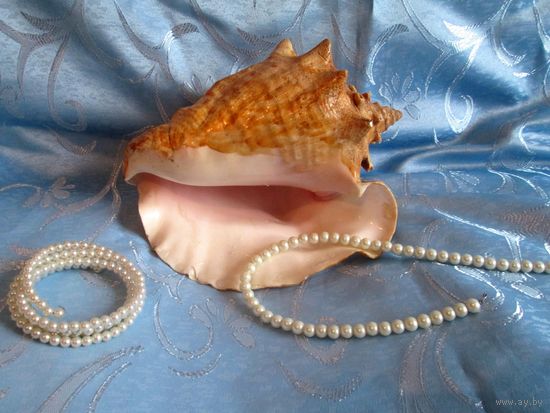 Большая морская раковина с Карибского моря.
