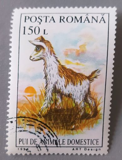 Ягненок, 1994, Румыния