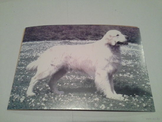 Карточка 2003 собаки