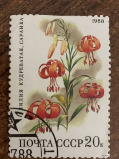 СССР 1988. Лилия кудреватая. Саранска. Марка из серии