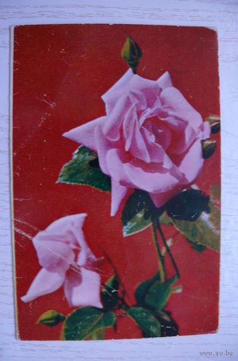 Герман В., Розы; 1970, двойная, подписана.