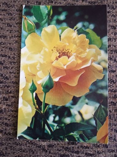 Открытка. Роза Мадам Ш Соваж.фото МАТАНОВА. 1974г