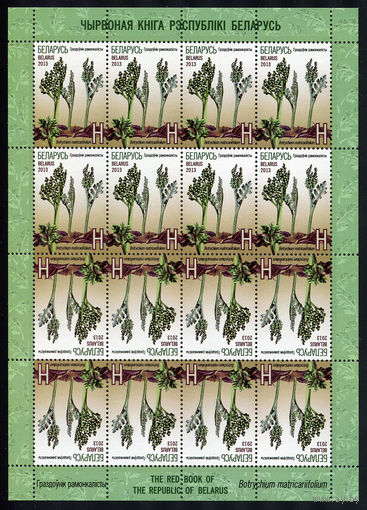 2013_Гроздовник ромашколистный.