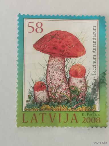 Грибы и ягоды - Подосиновик красный (Leccinum Aurantiacum)