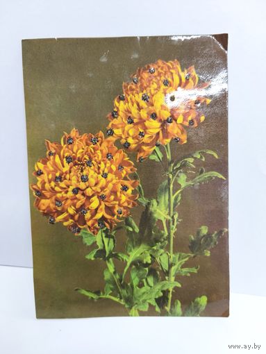 Открытка чистая. Цветы. Хризантемы. 14