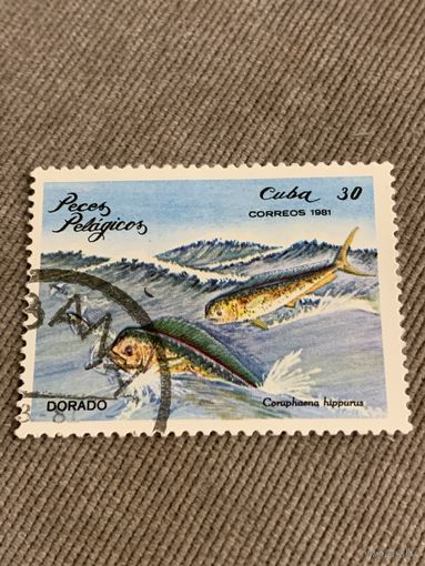 Куба 1981. Рыбы. Coruphasna hippurus. Марка из серии