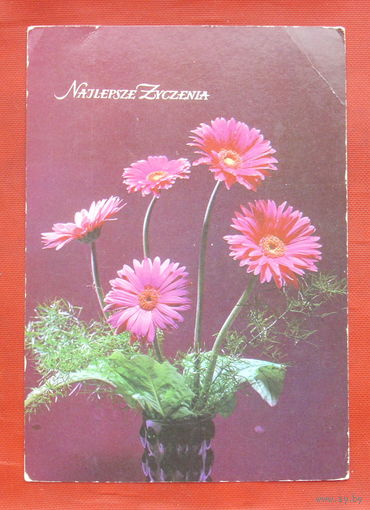 Польская. Поздравительная. Чистая. 1824.