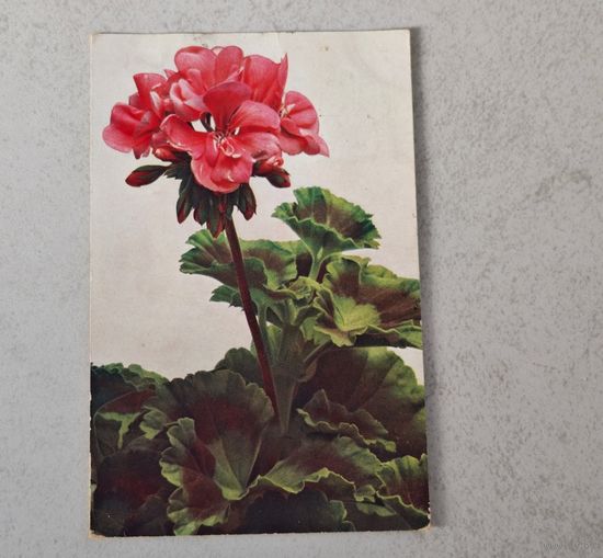 1908 год Либава    Открытка