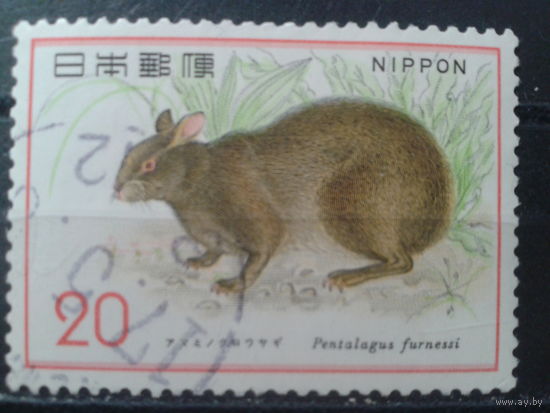 Япония, 1974. Кролик