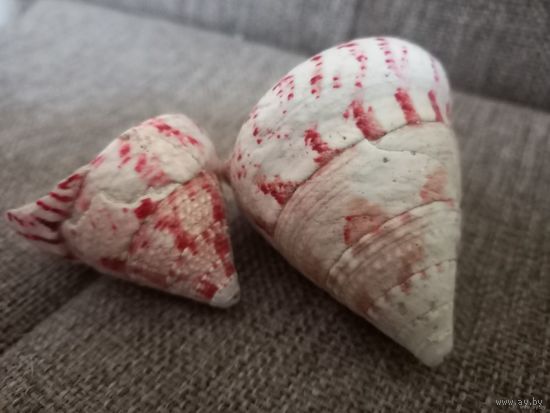 Ракушки Трохус, Филиппины.  Цена за две.