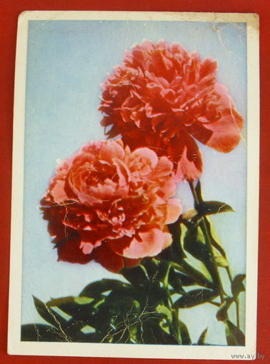 Пионы. Подписанная. 1965 года. Фото Тюккеля. 308.