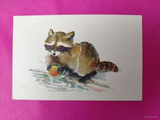Маленький енот. Чистая. 1968 года. Гамбургер. *350.
