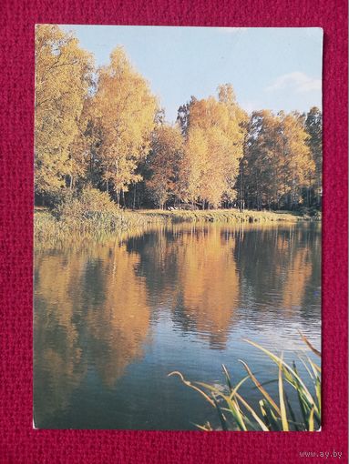 Золотая осень. Дацкевич 1987 г. Чистая. К-1