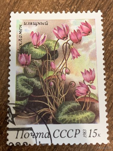 СССР 1983. Цикламен изящный. Марка из серии