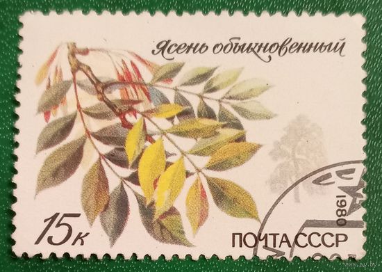 СССР 1980. Ясень обыкновенный