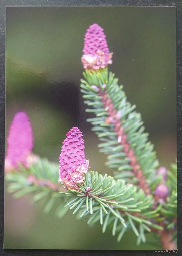 Беларусь 2021 открытка цветы ели.