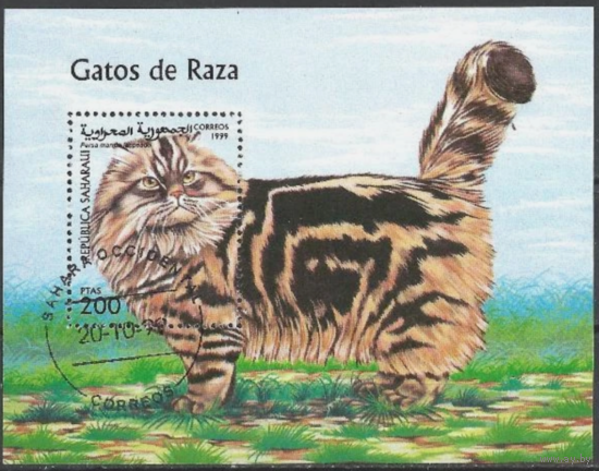 1999 Республика Сахара B Local Кошки