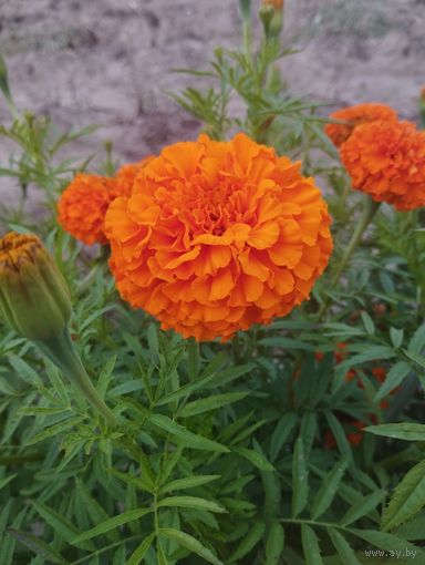 Семена бархатцев