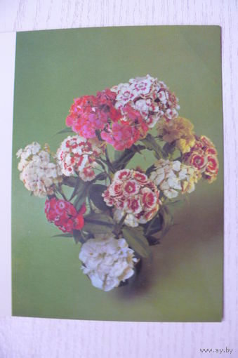 Савалов Е., Поздравляем! 1985, двойная, чистая.