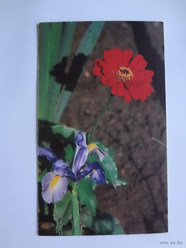 Календарик 1007 г. Цветы.