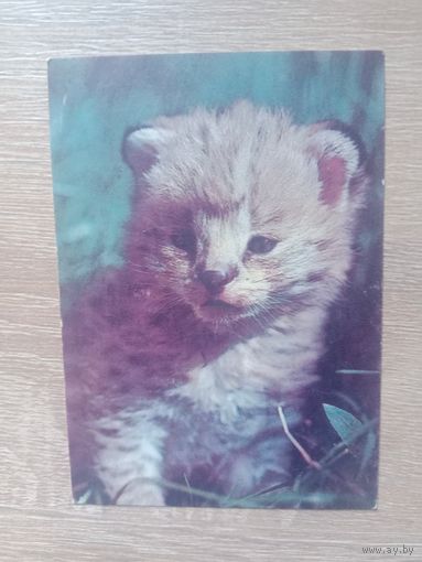 Календарик 1992