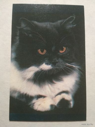 Карманный календарик. Котик.1993 год